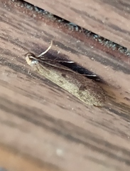 Pseudatemelia josephinae