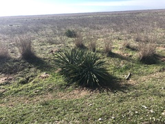 Yucca aloifolia
