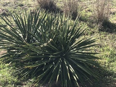 Yucca aloifolia