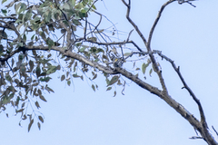 Setophaga coronata auduboni