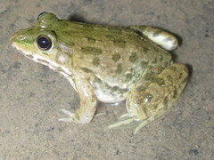 Euphlyctis cyanophlyctis