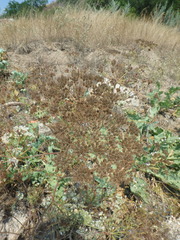 Astrodaucus littoralis
