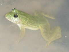 Euphlyctis cyanophlyctis