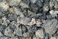 Sphingonotus pachecoi