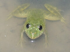 Euphlyctis cyanophlyctis