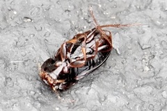 Anisodactylus