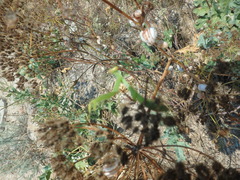 Astrodaucus littoralis