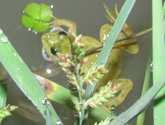 Euphlyctis cyanophlyctis