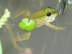 Euphlyctis cyanophlyctis