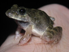 Euphlyctis cyanophlyctis