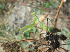 Astrodaucus littoralis