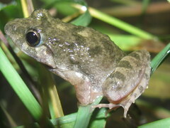 Euphlyctis cyanophlyctis