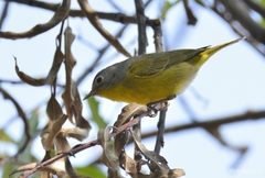 Leiothlypis ruficapilla