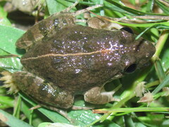 Euphlyctis cyanophlyctis