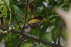 Pericrocotus cinnamomeus