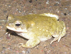 Duttaphrynus stomaticus