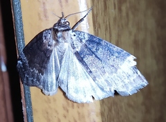 Tetheella fluctuosa