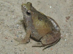 Microhyla nilphamariensis