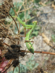 Astrodaucus littoralis