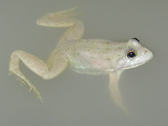 Euphlyctis cyanophlyctis