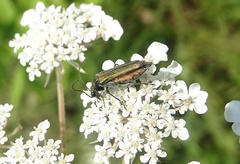 Oedemera nobilis