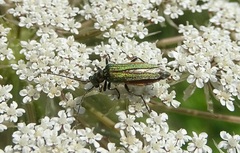 Oedemera nobilis