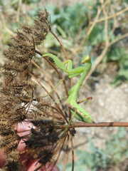 Astrodaucus littoralis