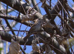 Thryophilus pleurostictus