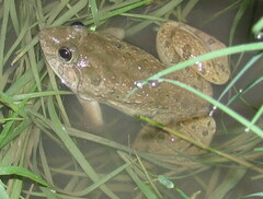 Euphlyctis cyanophlyctis