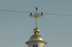 Corvus cornix