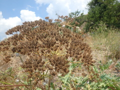Astrodaucus littoralis