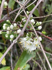 Prunus angustifolia