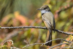 Myiarchus tuberculifer