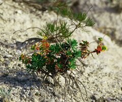 Euphorbia petrophila