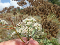 Astrodaucus littoralis