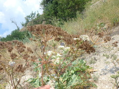 Astrodaucus littoralis