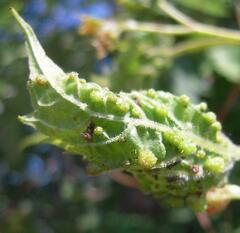 Daktulosphaira vitifoliae