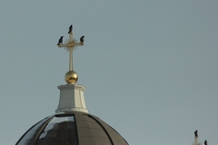 Corvus cornix