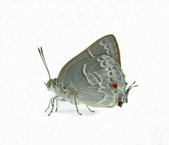 Thereus cithonius