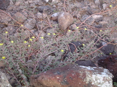 Tribulus cistoides