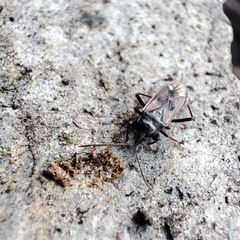 Eremocoris fenestratus