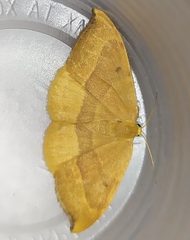 Watsonalla cultraria