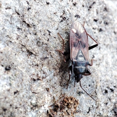 Eremocoris fenestratus
