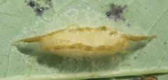 Tetragnatha elongata