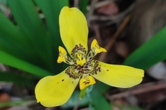 Trimezia steyermarkii