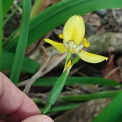 Trimezia steyermarkii