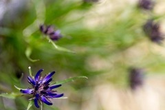 Phyteuma hedraianthifolium