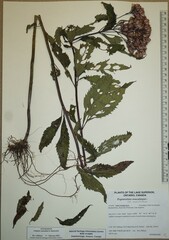 Eutrochium maculatum maculatum