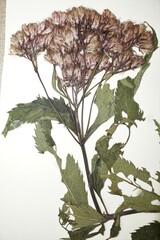 Eutrochium maculatum maculatum