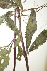 Eutrochium maculatum maculatum